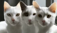 اسماء قطط ذكور بيضاء مع معانيها